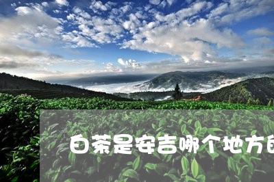 白茶是安吉哪个地方的/2023100648372