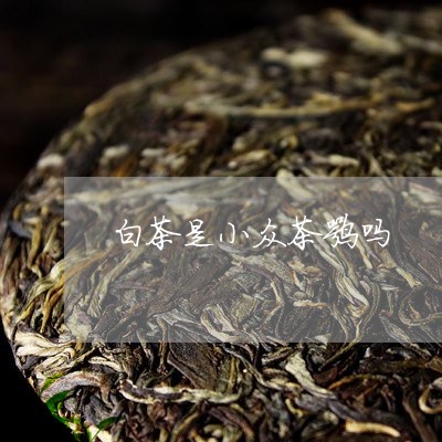 白茶是小众茶嘛吗/2023100621493