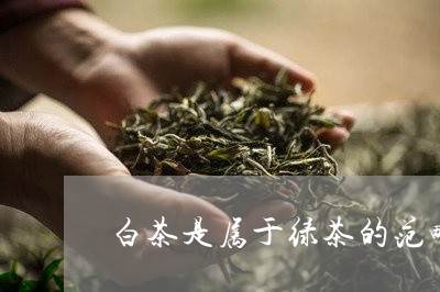 白茶是属于绿茶的范畴/2023100623825