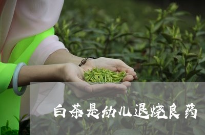 白茶是幼儿退烧良药/2023072403158