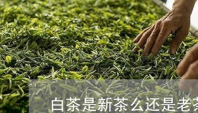 白茶是新茶么还是老茶呢/2023103196250