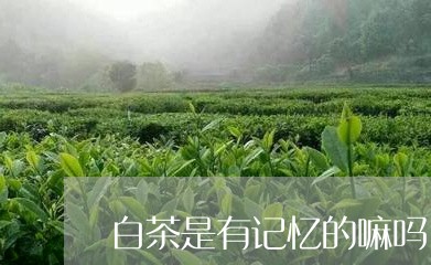 白茶是有记忆的嘛吗/2023072441493