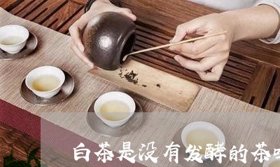 白茶是没有发酵的茶吗/2023100672693