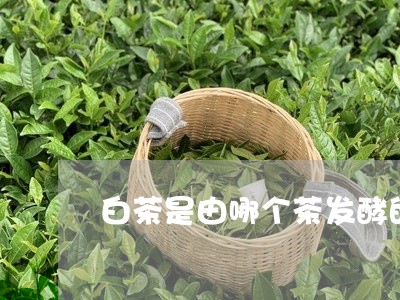 白茶是由哪个茶发酵的/2023100624969