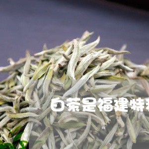 白茶是福建特种茶/2023090585937