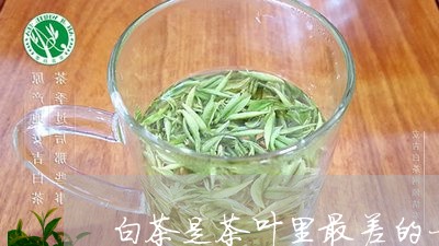 白茶是茶叶里最差的一种吗/2023110791513