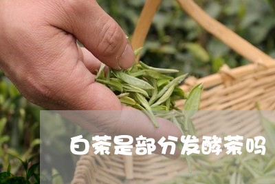 白茶是部分发酵茶吗/2023072406370