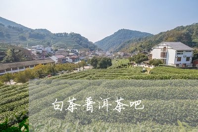 白茶普洱茶吧/2023042814594