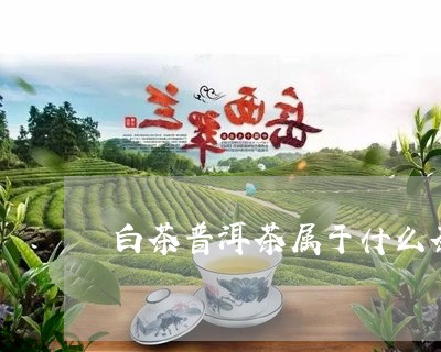 白茶普洱茶属于什么茶/2023062871825