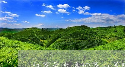 白茶最出名的茶山是哪一个/2023110628291