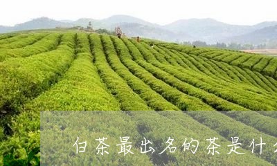 白茶最出名的茶是什么/2023100633158