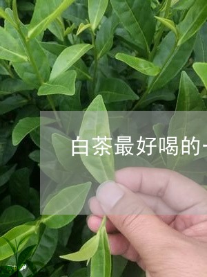 白茶最好喝的一款茶叶/2023100627259