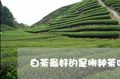 白茶最好的是哪种茶叶/2023100671603