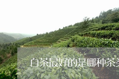 白茶最好的是哪种茶类/2023100669693