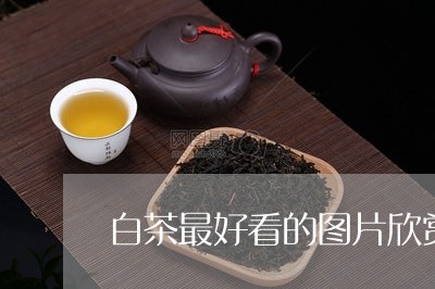 白茶最好看的图片欣赏/2023100695379