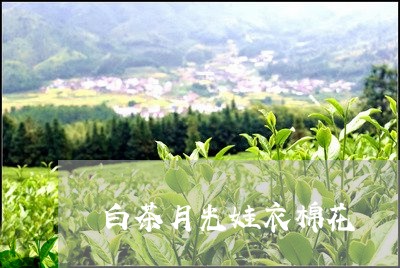 白茶月光娃衣棉花/2023080257169