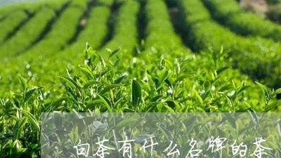 白茶有什么名牌的茶/2023072400482