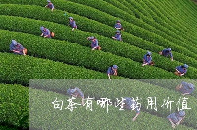 白茶有哪些药用价值/2023072456848