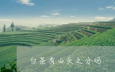 白茶有山头之分吗/2023080218582