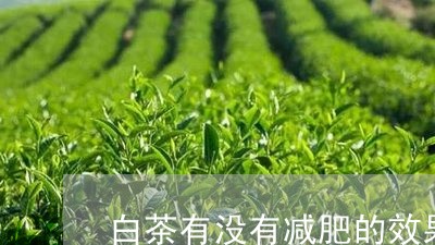 白茶有没有减肥的效果好吗/2023110709592