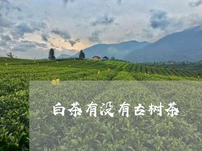 白茶有没有古树茶/2023080205046