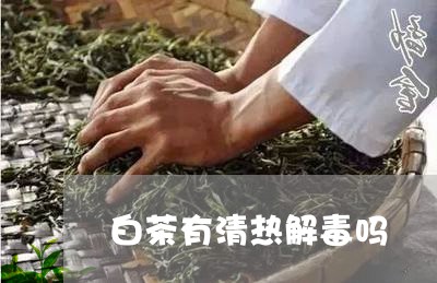 白茶有清热解毒吗/2023080213604