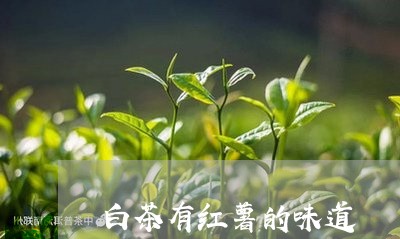 白茶有红薯的味道/2023080263616