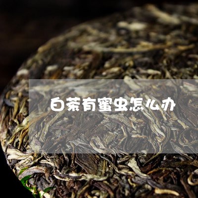 白茶有蜜虫怎么办/2023080247269