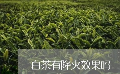 白茶有降火效果吗/2023080240503