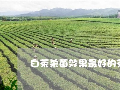 白茶杀菌效果最好的茶/2023100618461