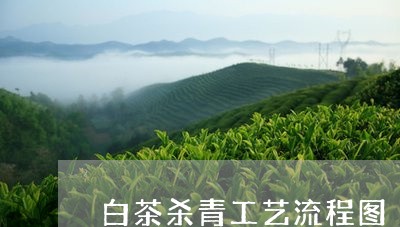 白茶杀青工艺流程图/2023072381793