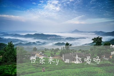 白茶来ym能喝吗/2023080205838