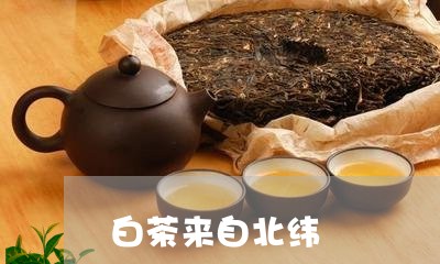 白茶来自北纬/2023052035160