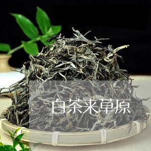 白茶来草原/2023051002161