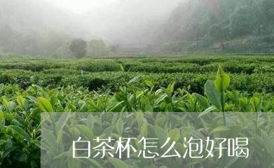 白茶杯怎么泡好喝/2023080229481