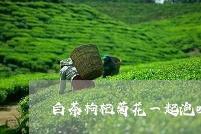 白茶枸杞菊花一起泡吗/2023100619581