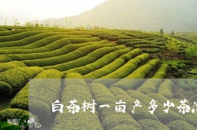 白茶树一亩产多少茶油/2023100697159