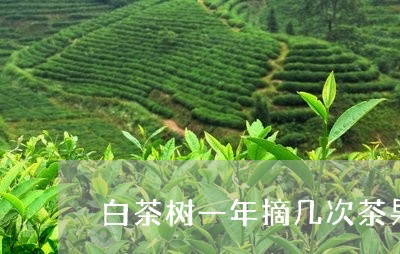 白茶树一年摘几次茶果/2023100635947