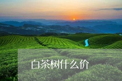 白茶树什么价/2023052021706