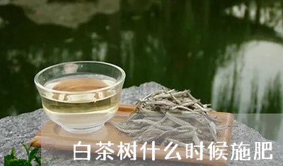 白茶树什么时候施肥/2023072456058