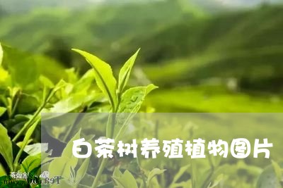 白茶树养殖植物图片/2023072476471