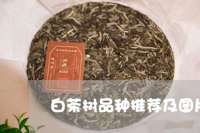 白茶树品种推荐及图片欣赏/2023110719240