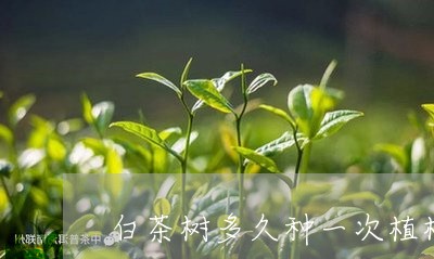 白茶树多久种一次植株/2023100671592