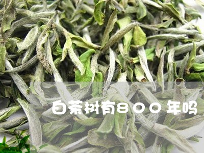 白茶树有800年吗/2023071301583