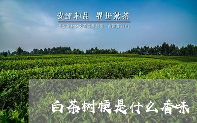 白茶树梗是什么香味/2023072467170