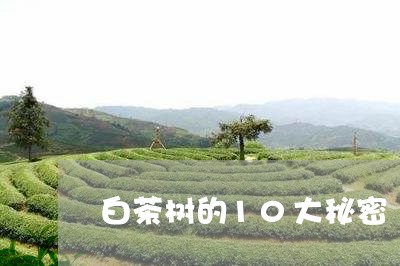 白茶树的10大秘密/2023071425047