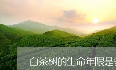 白茶树的生命年限是多少年/2023110777060