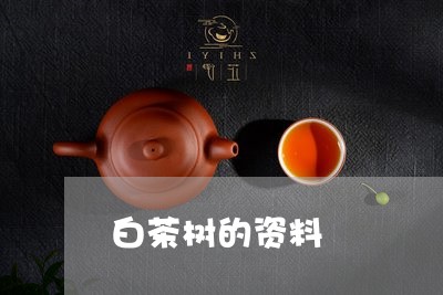 白茶树的资料/2023052082505