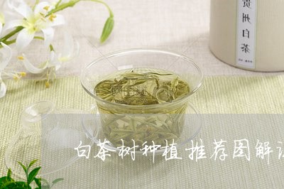 白茶树种植推荐图解说视频/2023110792958