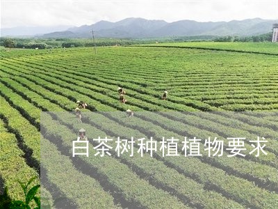 白茶树种植植物要求/2023072450504